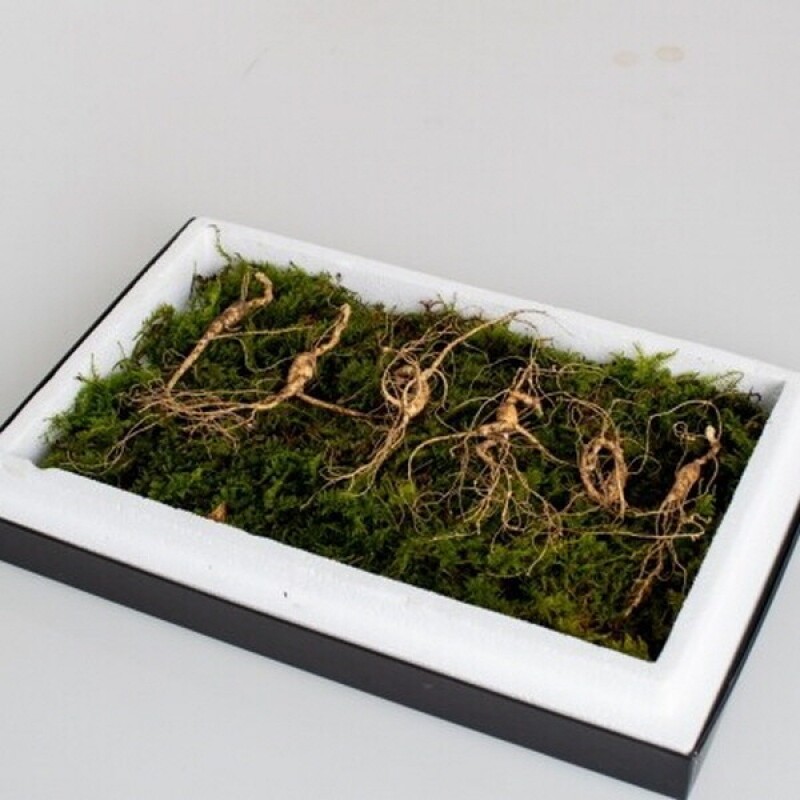 횡성태기산산양산삼,산양삼7년근6뿌리